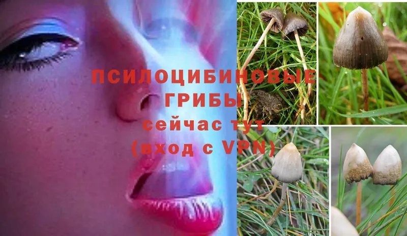 Псилоцибиновые грибы Magic Shrooms  Дубна 